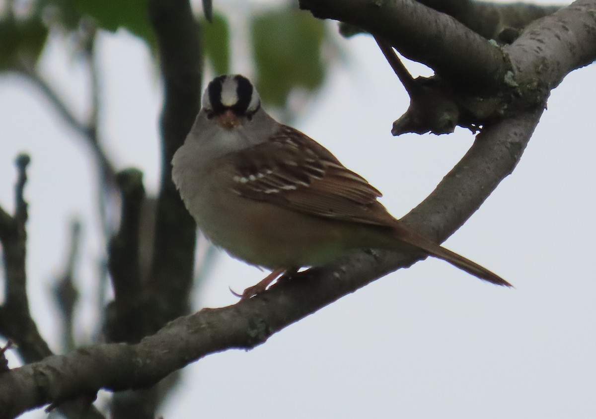 White-crowned Sparrow - Kristin Mylecraine