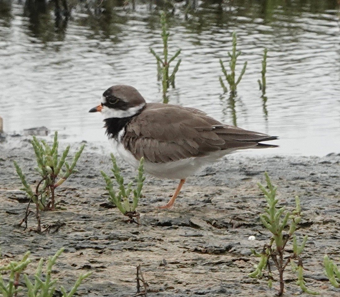 Semipalmated Plover - Howard Laidlaw