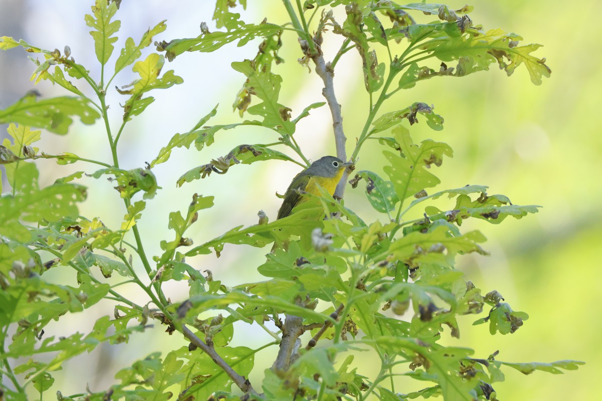 Nashville Warbler - Tracey Chan