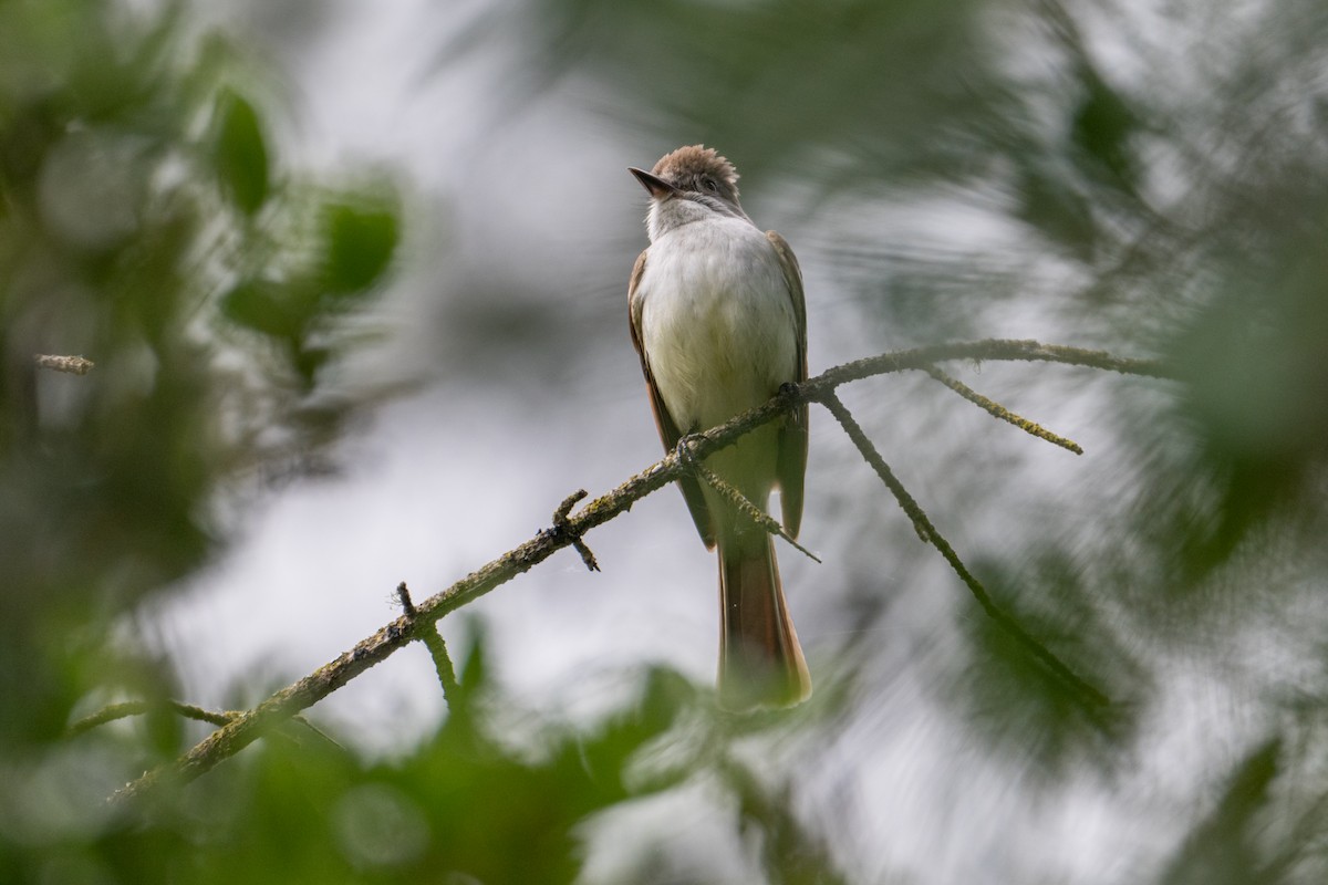 Ash-throated Flycatcher - Melani King