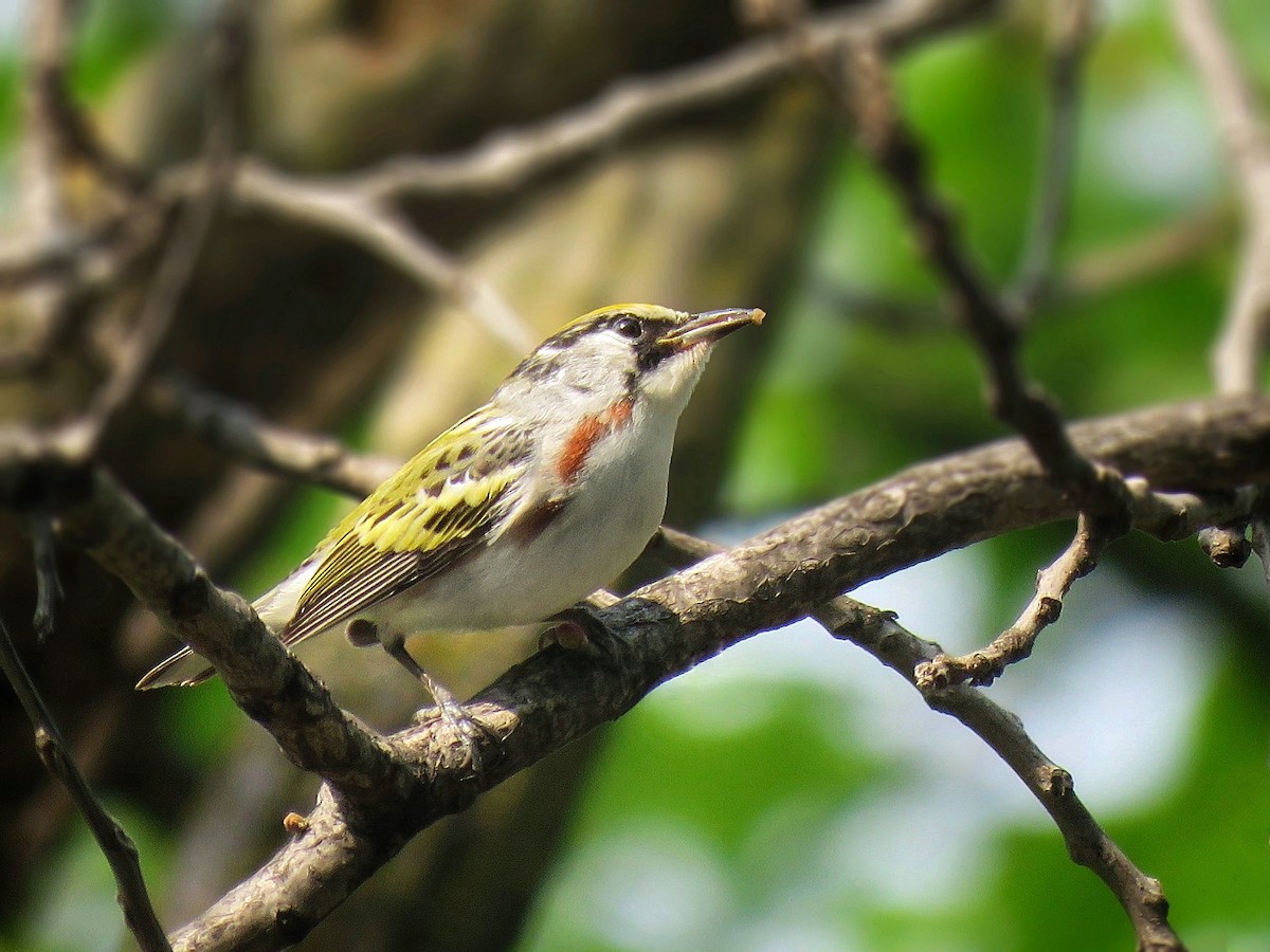 Chestnut-sided Warbler - ML619001767