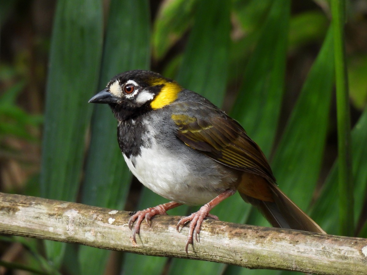 White-eared Ground-Sparrow - Daniel Martínez