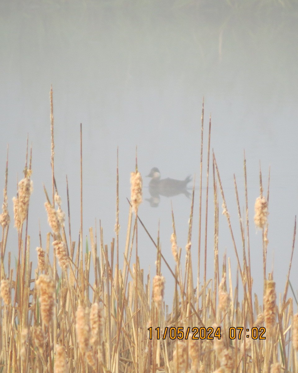 Ruddy Duck - ML619001791