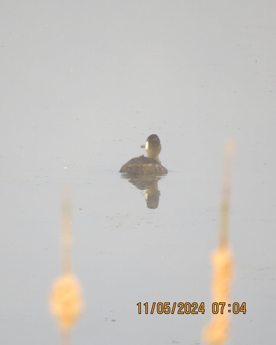 Ruddy Duck - ML619001796