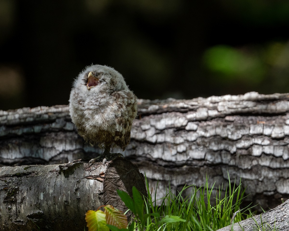 Barred Owl - Dorrie Holmes