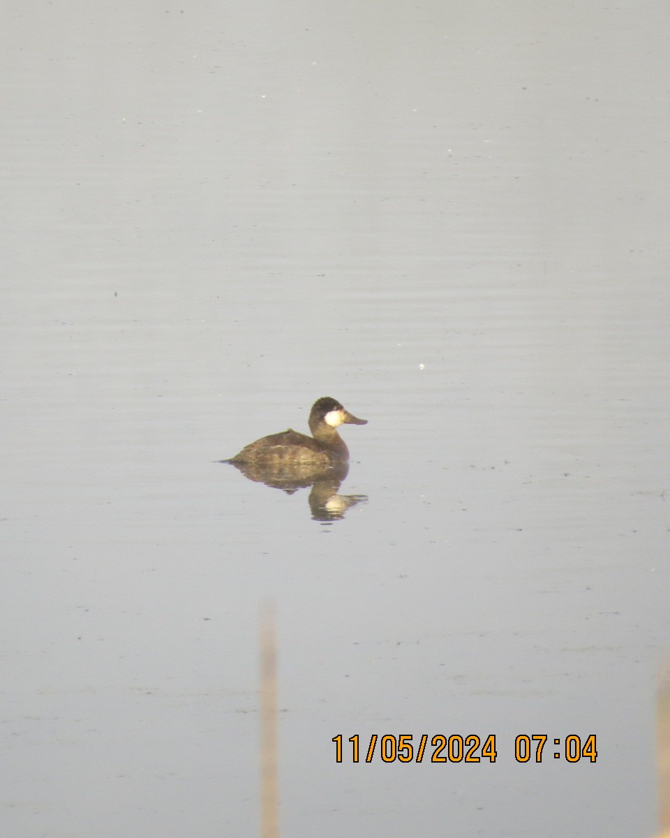 Ruddy Duck - ML619001810