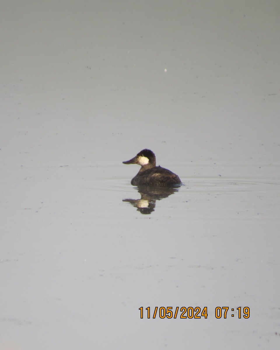 Ruddy Duck - ML619001814