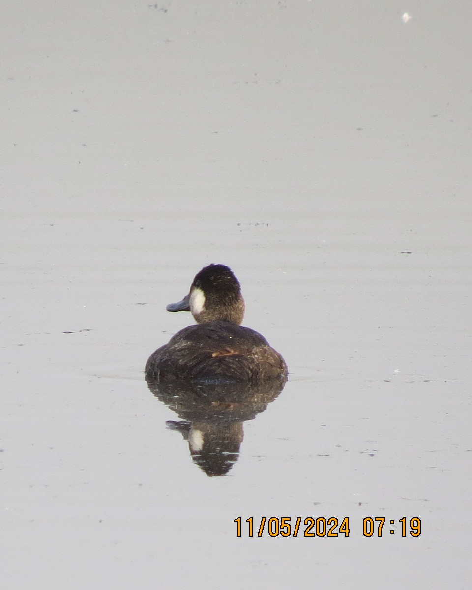 Ruddy Duck - ML619001818