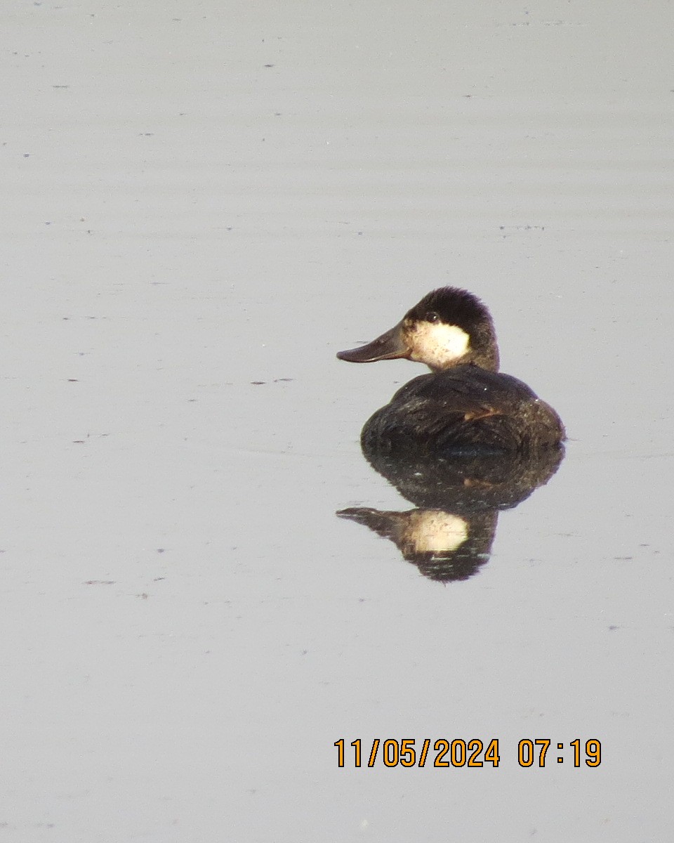 Ruddy Duck - ML619001821