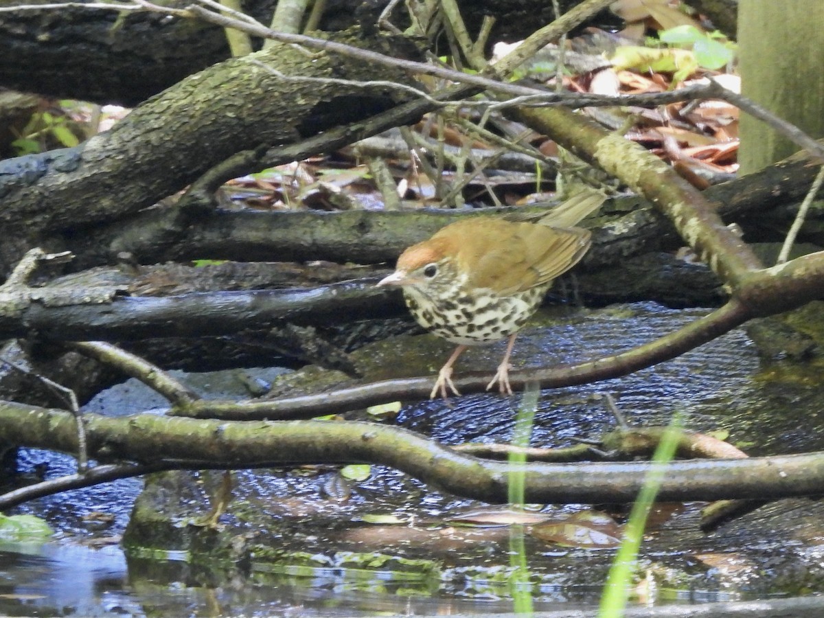 Wood Thrush - ML619001822