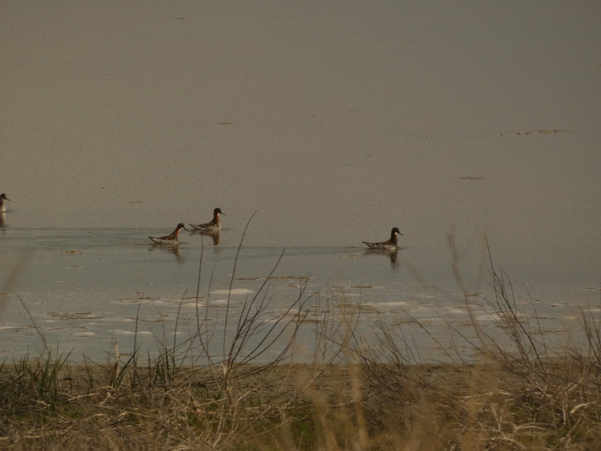 Red-necked Phalarope - ML619001824