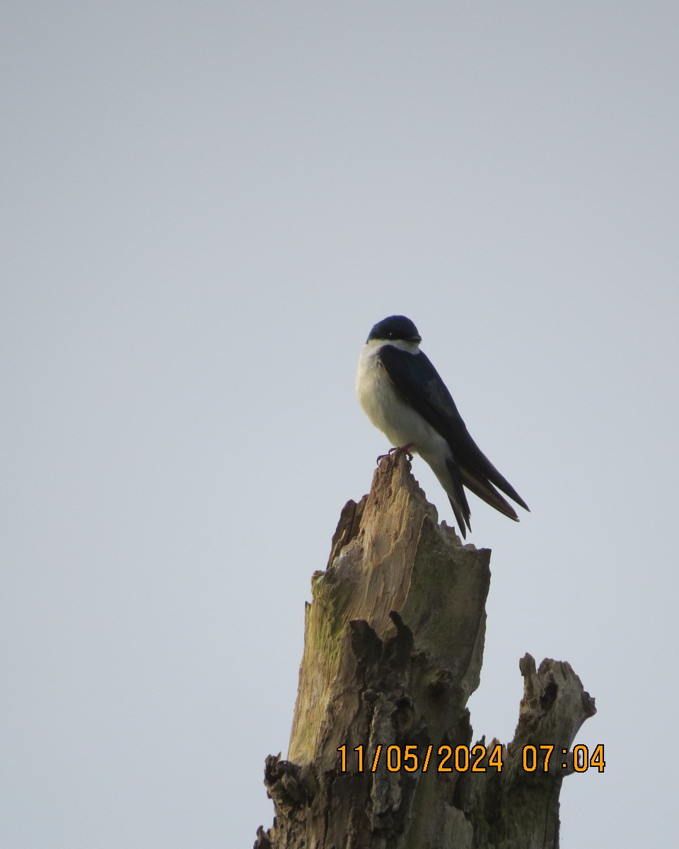 Tree Swallow - ML619001843