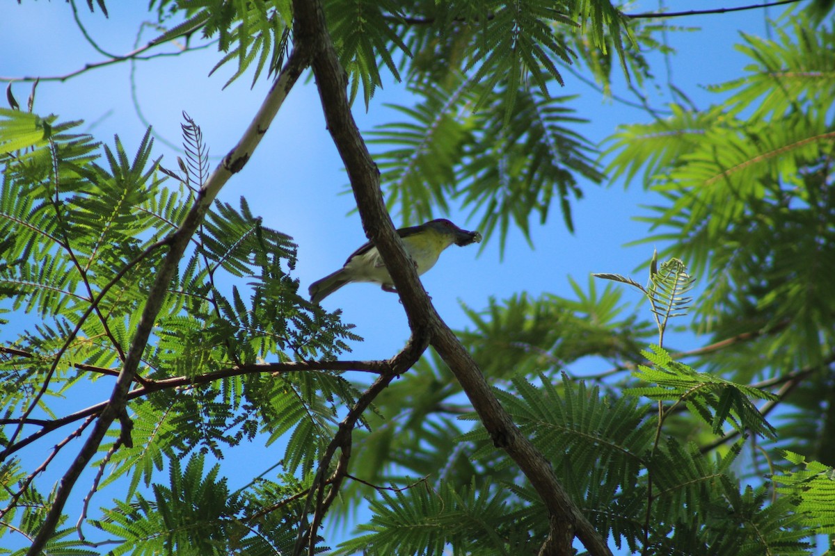 Rufous-browed Peppershrike - Cesar Lopez Bustamante