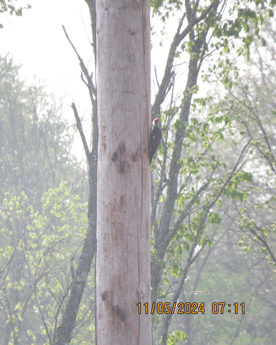 Pileated Woodpecker - Gary Bletsch