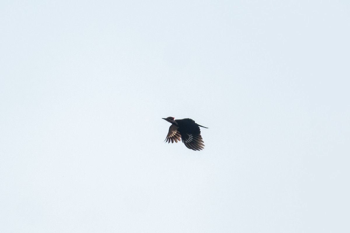 Pileated Woodpecker - Peter Mundale