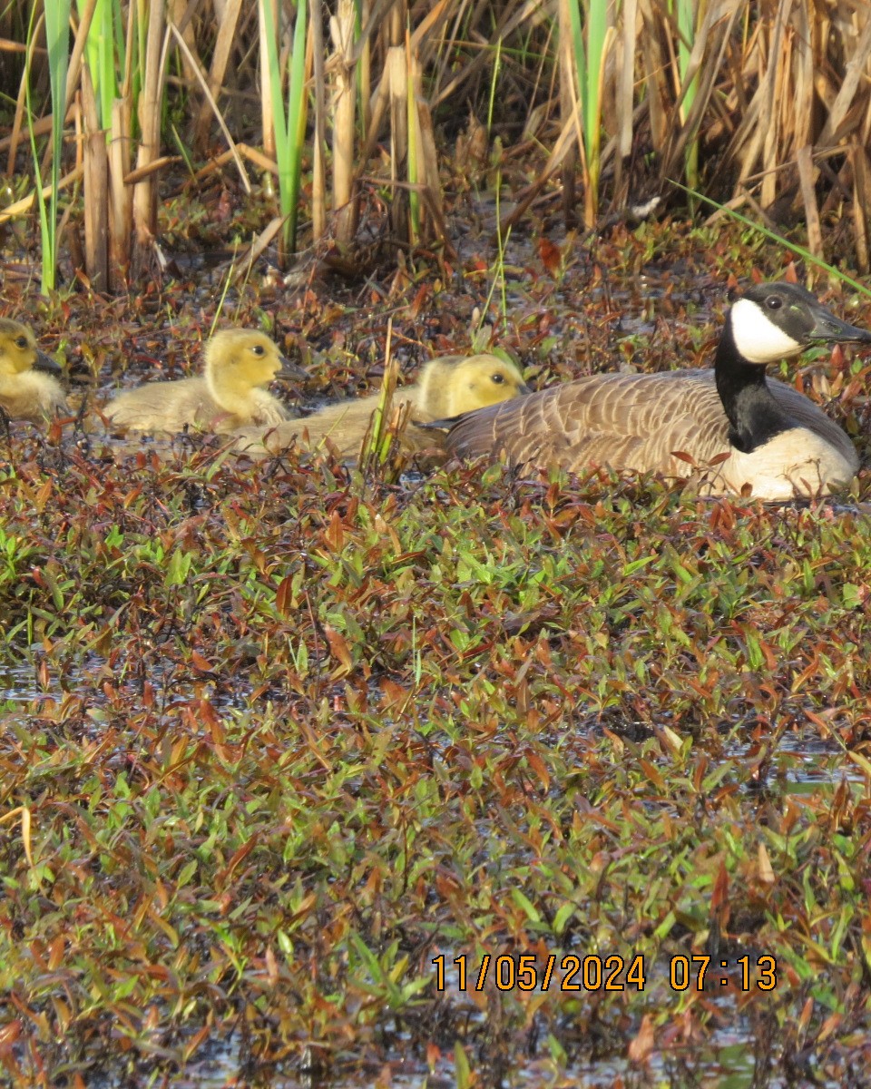 Canada Goose - ML619001862