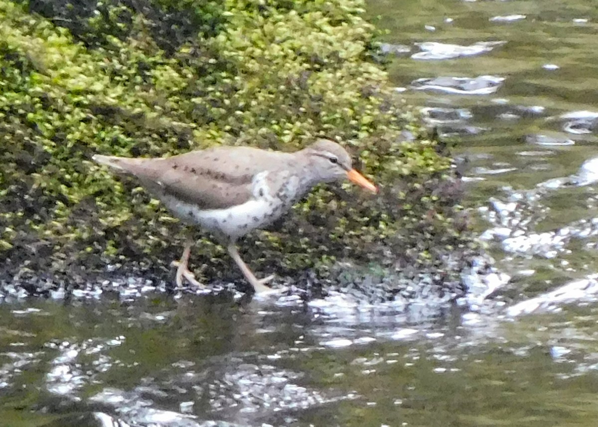 Spotted Sandpiper - Barbara Morgan