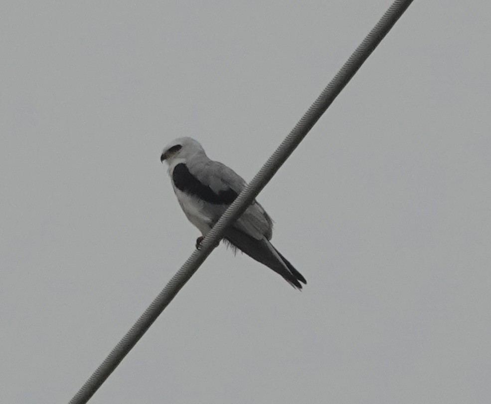 White-tailed Kite - Howard Laidlaw