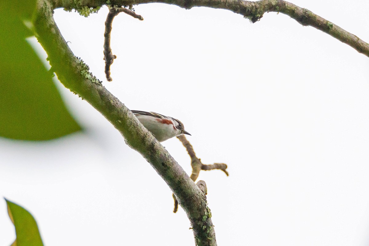 Chestnut-sided Warbler - Terry Woodward