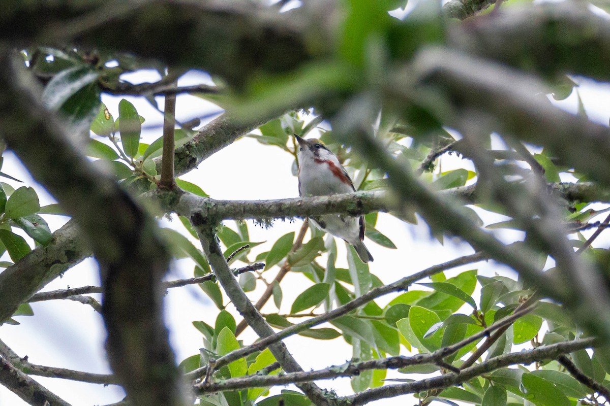 Chestnut-sided Warbler - Terry Woodward