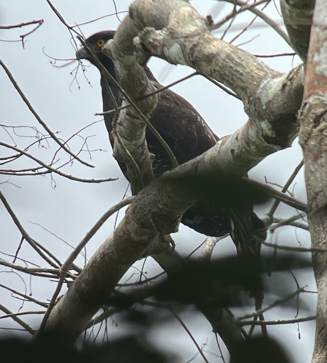 Black Hawk-Eagle - ML619001928