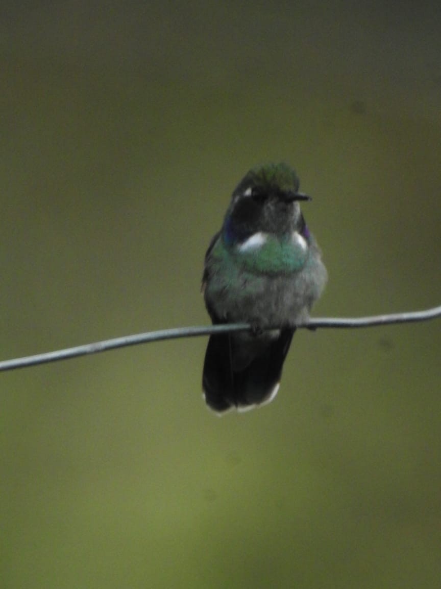 Geoffroy's Daggerbill - GAMASCO Guardianes