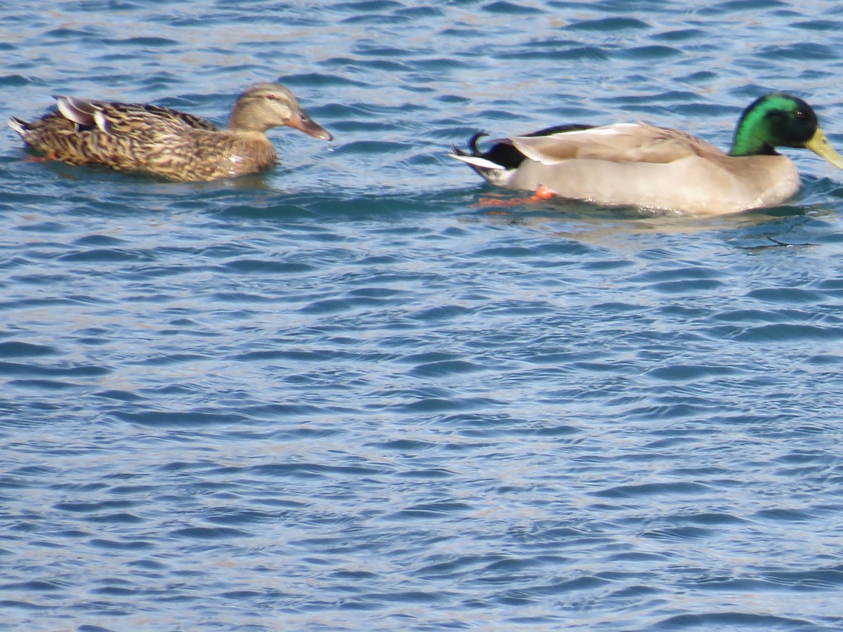 Mallard - Sally Bergquist