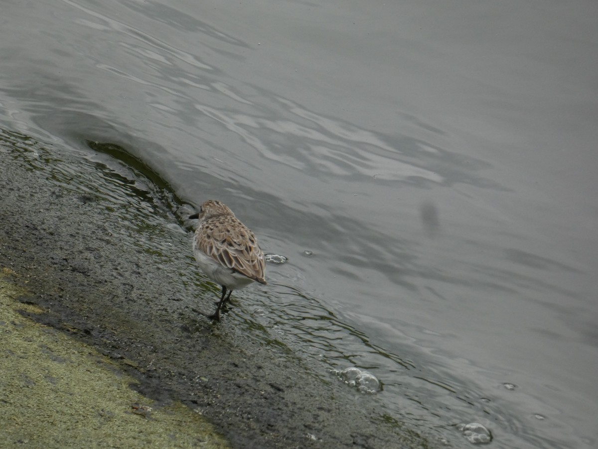 Semipalmated Sandpiper - ML619001973