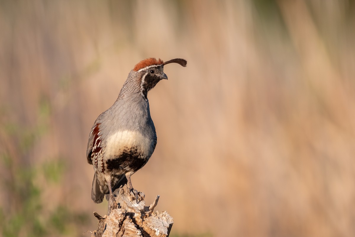 Gambel's Quail - Henrey Deese