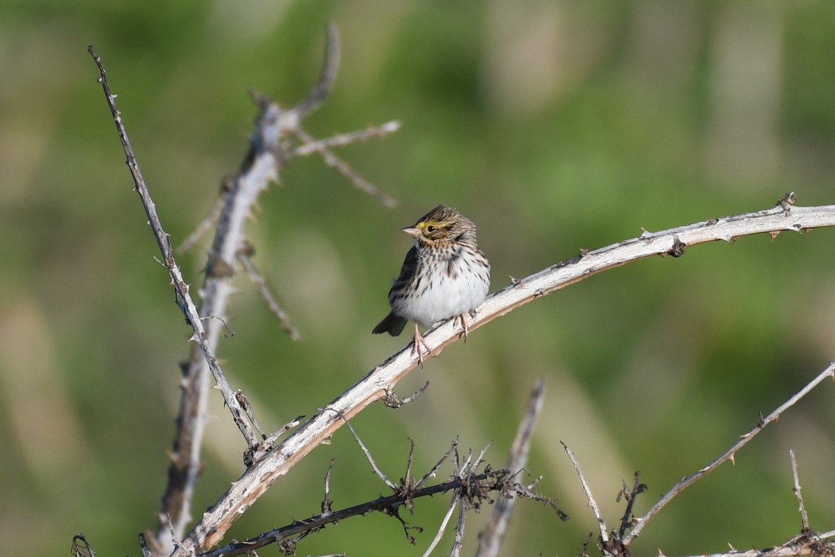 Savannah Sparrow - Tristan Jobin