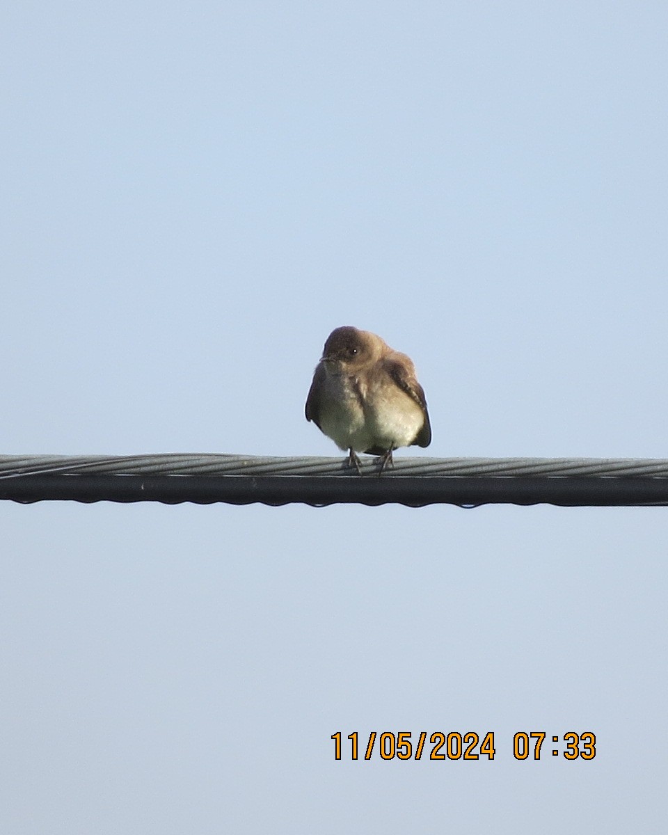 Golondrina Aserrada - ML619002012