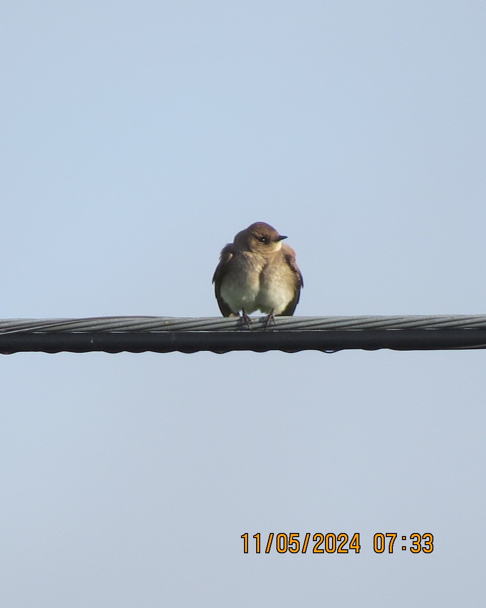 Northern Rough-winged Swallow - ML619002015