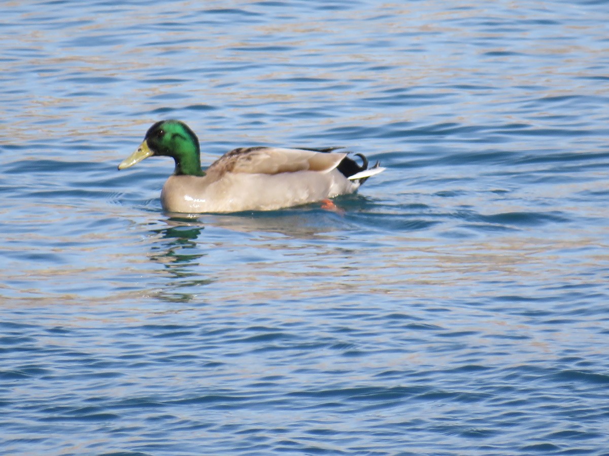 Mallard - Sally Bergquist