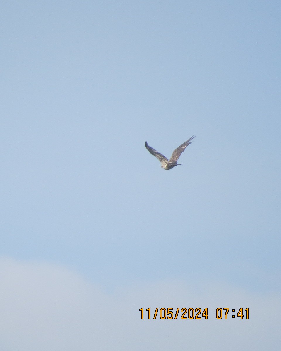 Bald Eagle - ML619002030