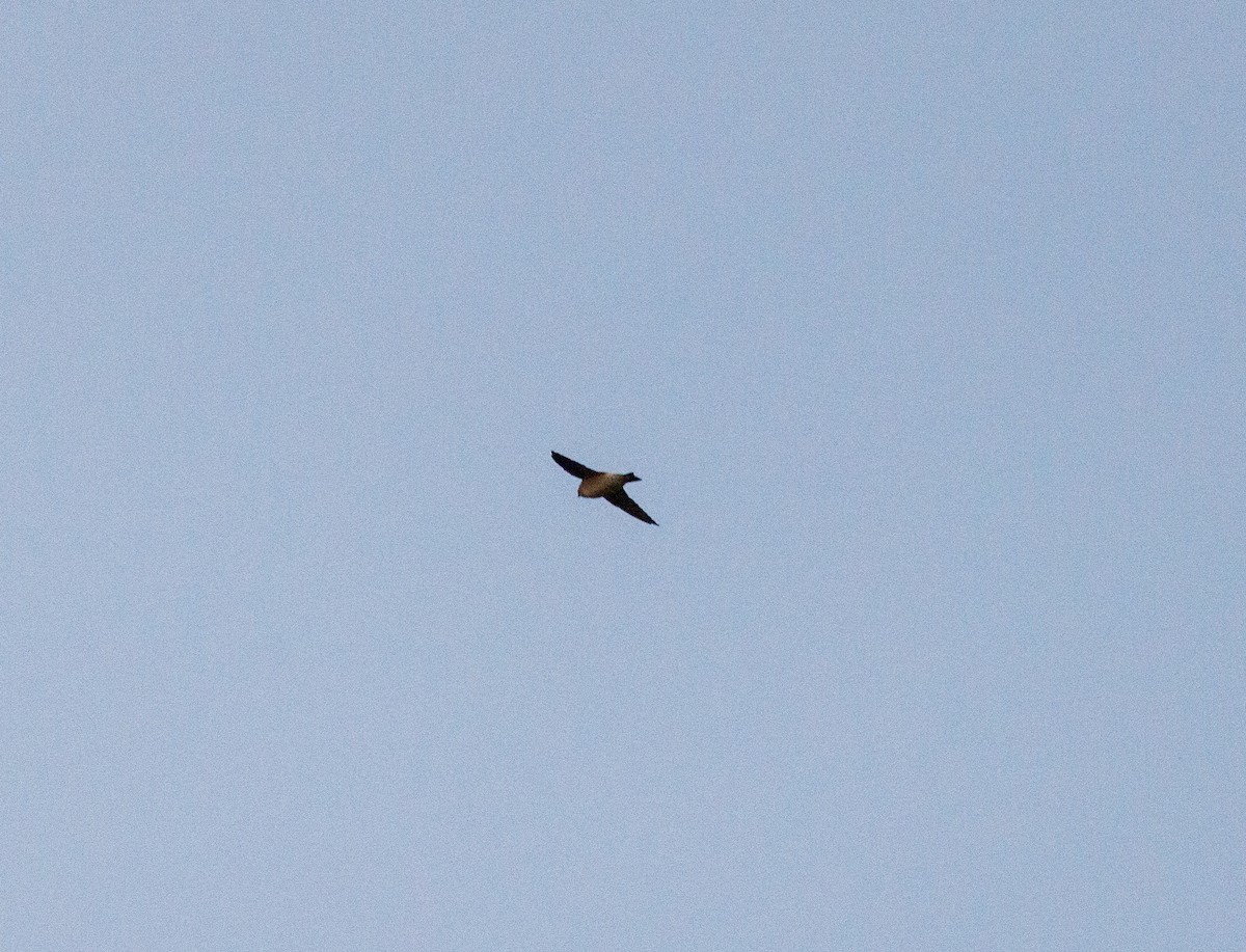 Golondrina Arborícola - ML619002142