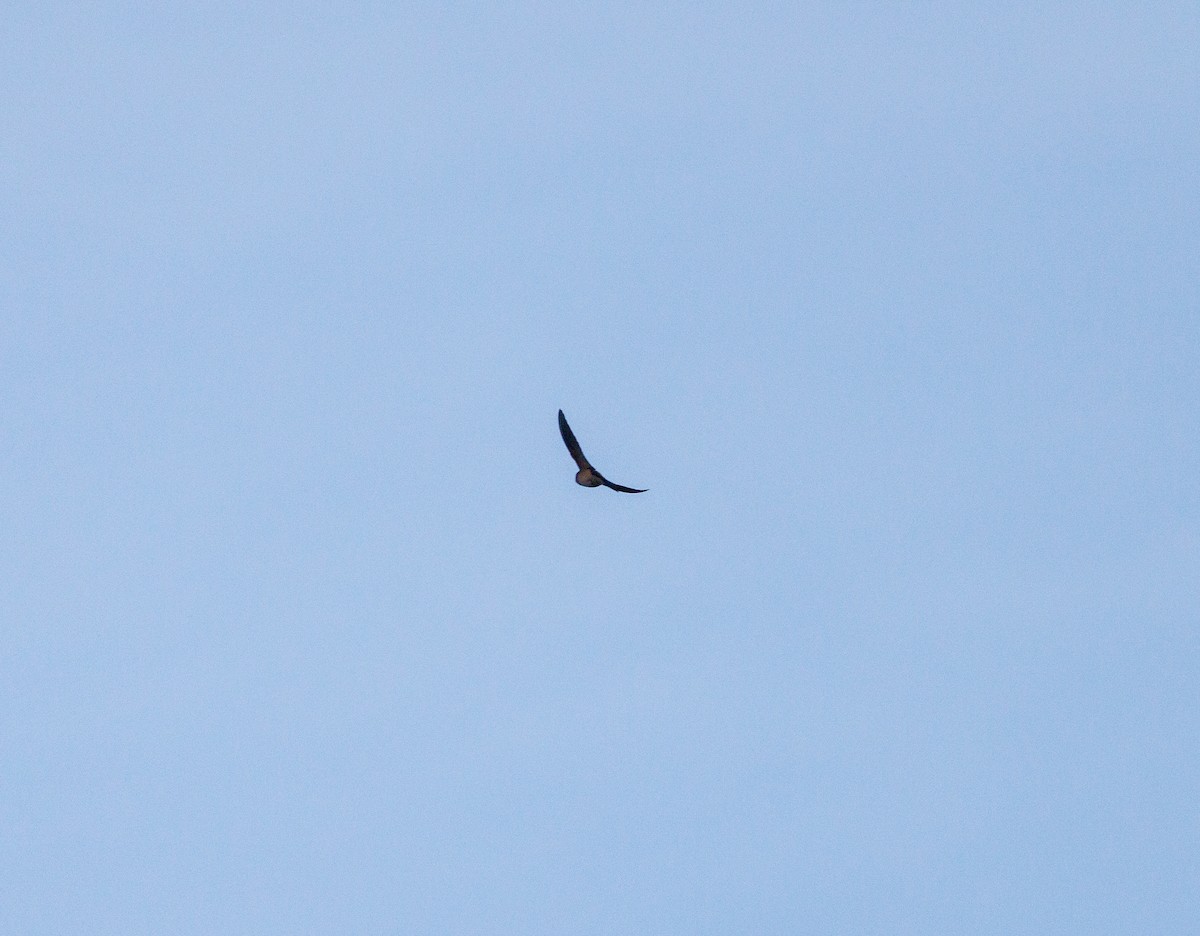 Golondrina Arborícola - ML619002145