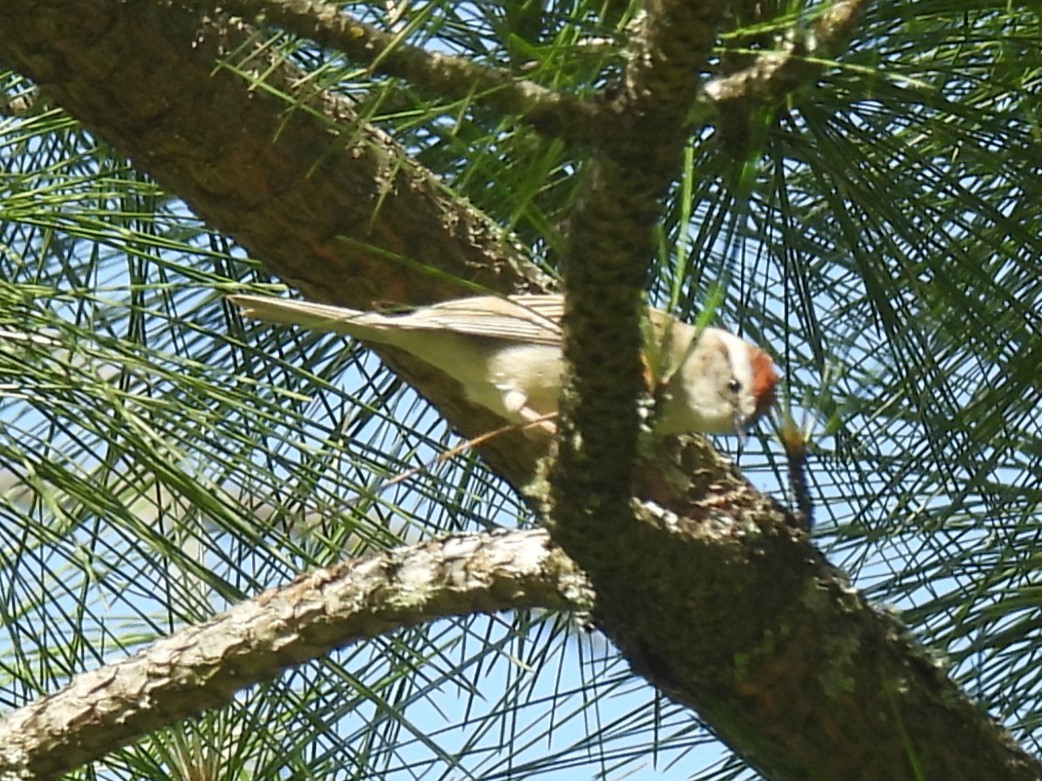 Chipping Sparrow - Erik Bergman