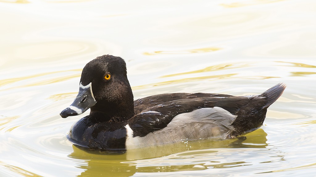 Ring-necked Duck - manuel grosselet