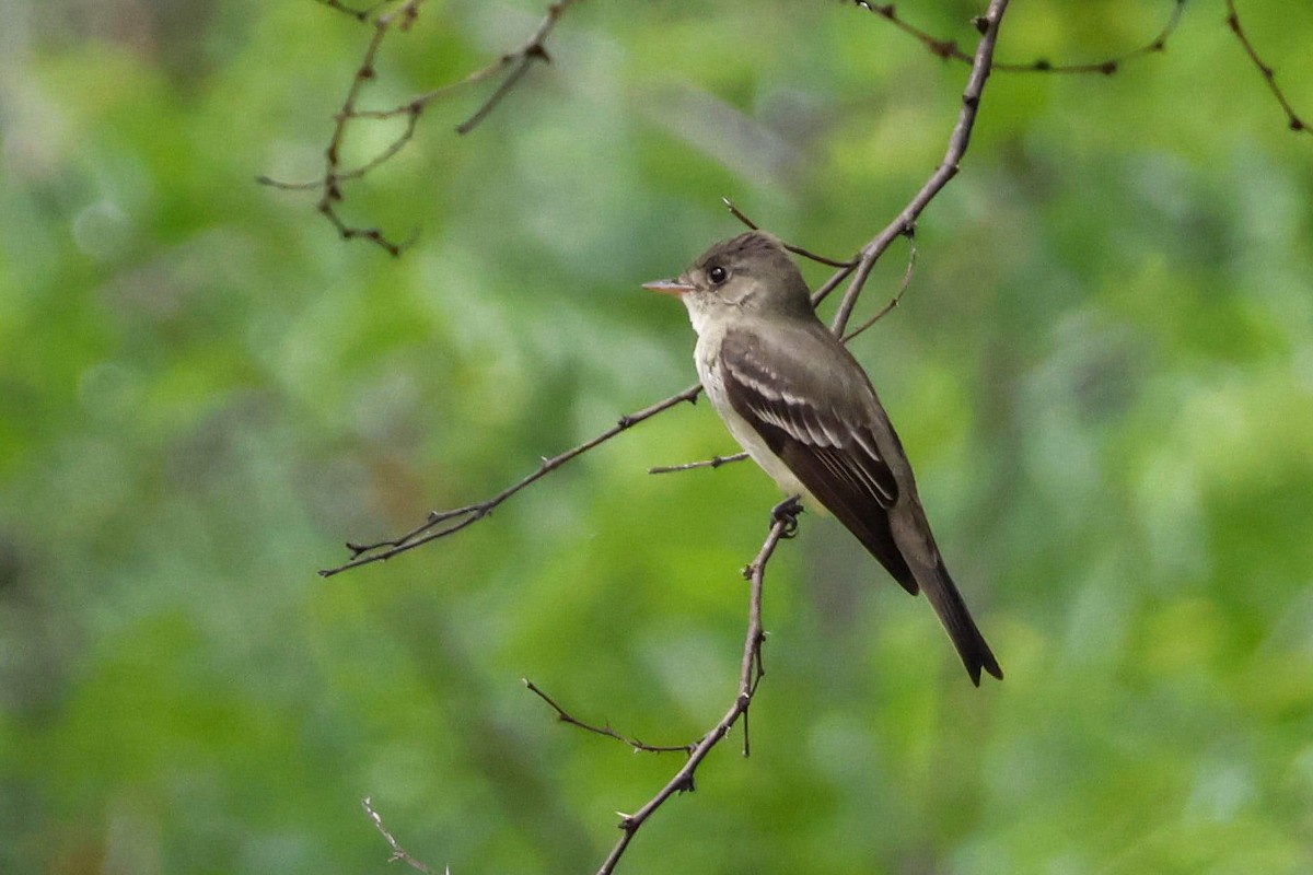 Eastern Wood-Pewee - Parker Marsh