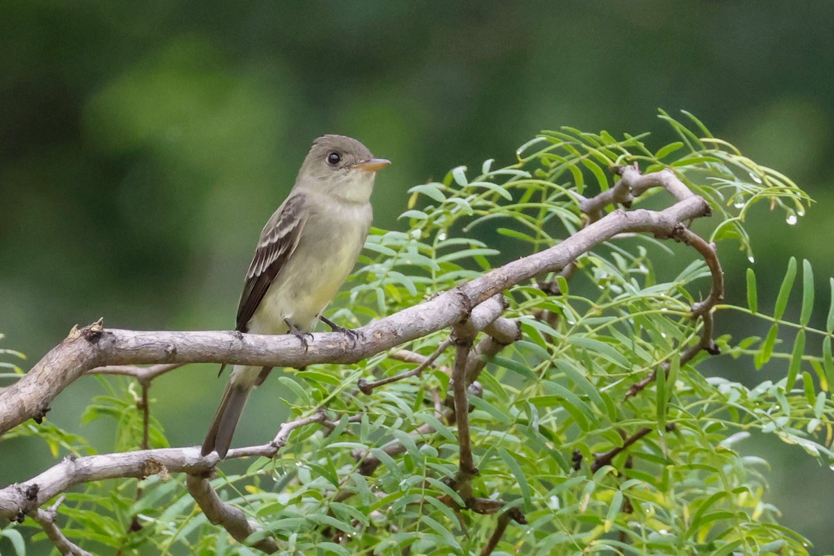 Eastern Wood-Pewee - Parker Marsh