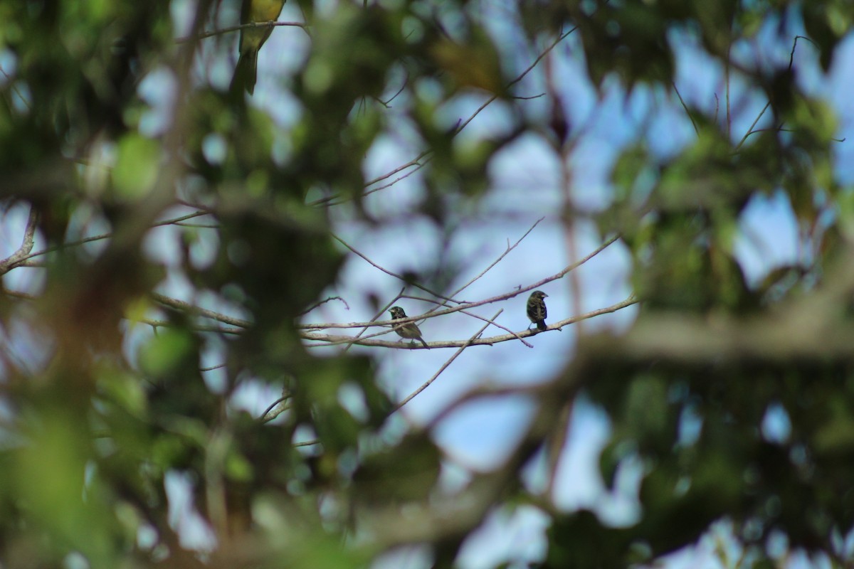 Blue-black Grassquit - Cesar Lopez Bustamante