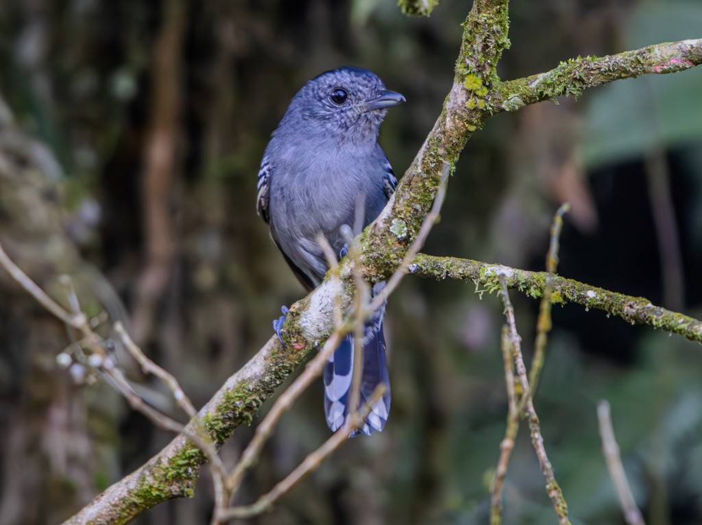 Variable Antshrike - Felipe Aoyagui