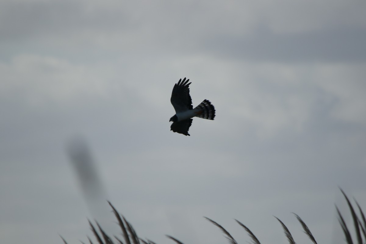 Long-winged Harrier - Celina Emilia Iratchet