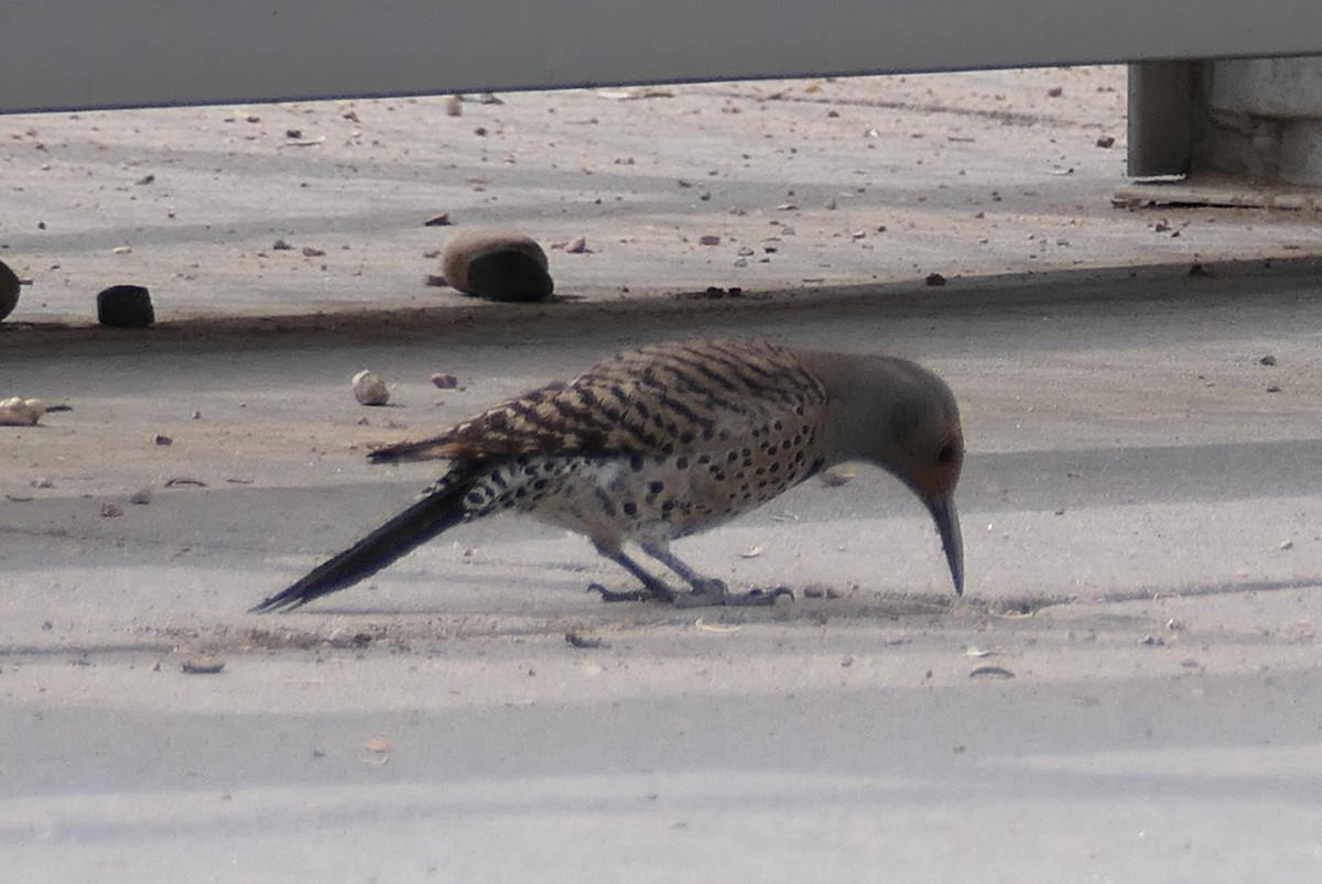 Northern Flicker - ML619002285