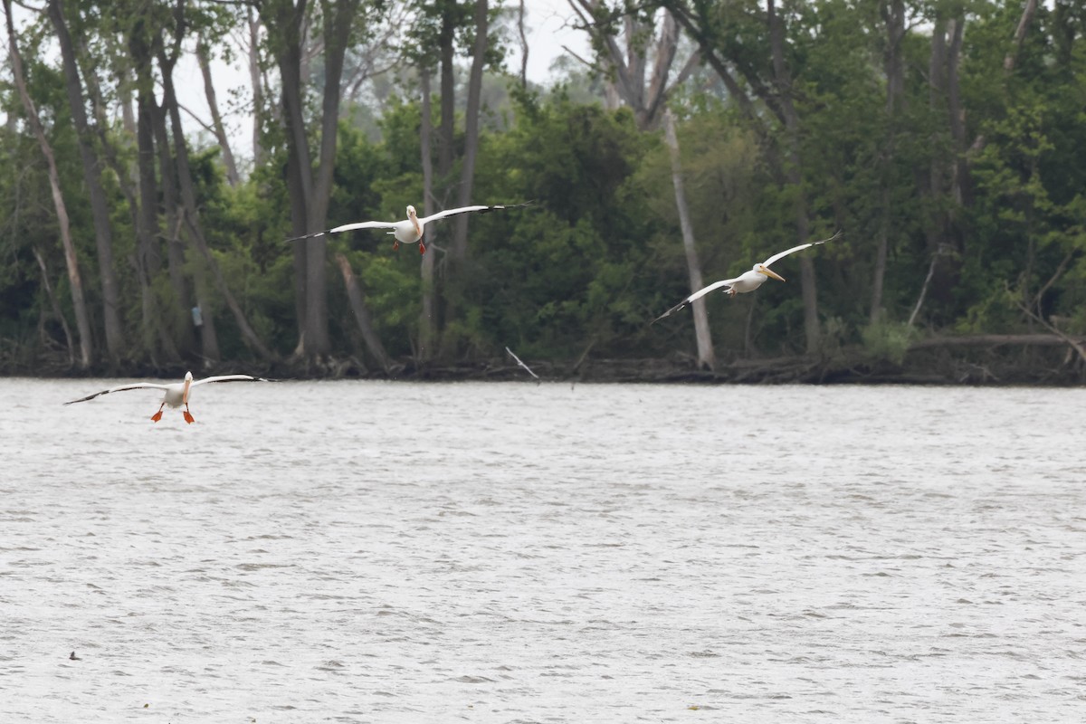 American White Pelican - ML619002315