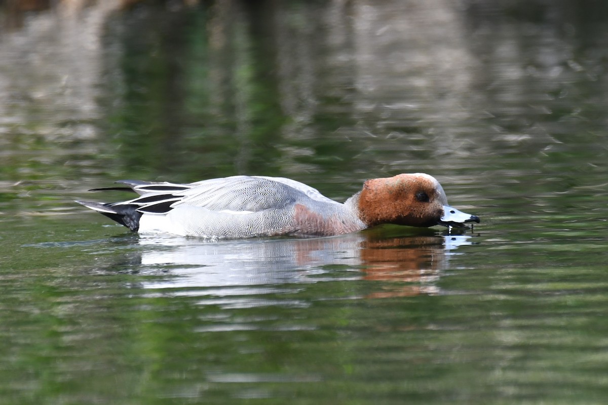 Eurasian Wigeon - ML619002317