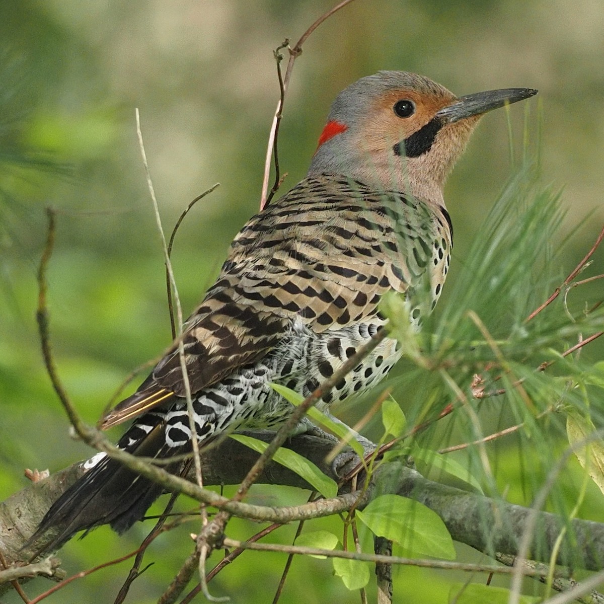 Northern Flicker - Milton Paul