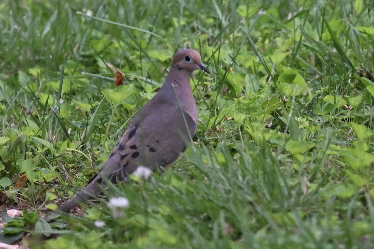 Mourning Dove - ML619002389