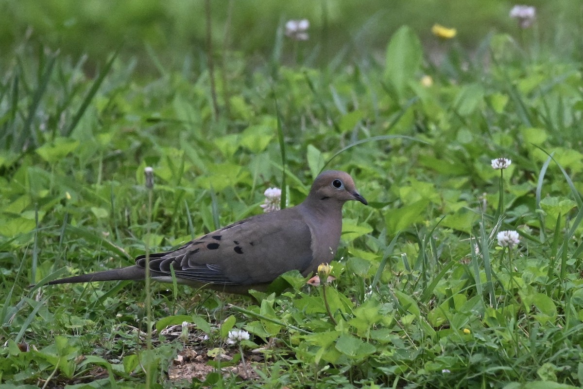 Mourning Dove - ML619002390