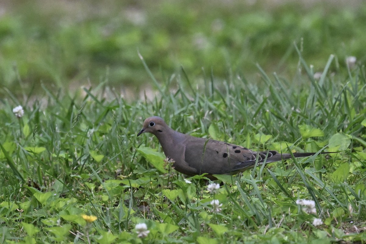 Mourning Dove - ML619002391